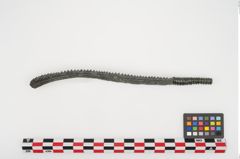 Foto von Bronzeraspel (NHMW-PRAE-025098)